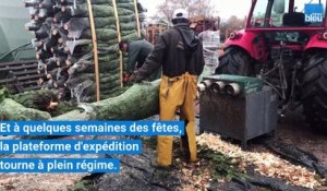 A Busserolles, 30.000 sapins vont être livrés pour Noël.