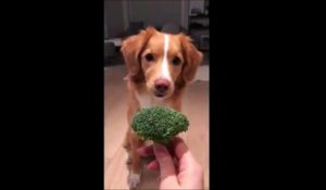 Ce chien hilarant ferait n'importe quoi pour avoir son brocoli