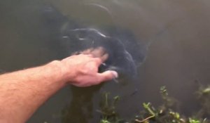 Un Poisson Chat A Eu Les Yeux Plus Gros Que Le Ventre Et Se