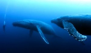 Un plongeur fait face à deux baleines à bosses... moment magique