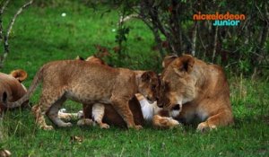 Zoofari | Trophées des Supers Mamans | NICKELODEON JUNIOR