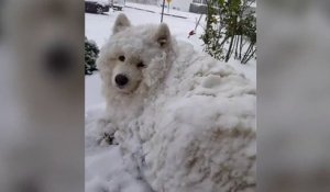 Le chien Enzo adore la neige
