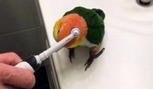 Brosser une perruche avec une brosse à dents électrique
