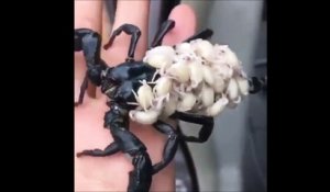 La vidéo de ce scorpion et de ses bébés fait des millions de vues