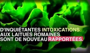 Laitue romaine : 60 nouveaux cas d'intoxication