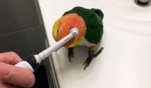 Cette perruche adore se faire brosser avec une brosse à dents électrique