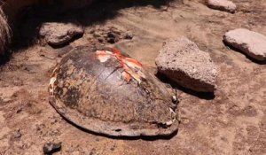 Mayotte : le braconnage, fléau des tortues vertes
