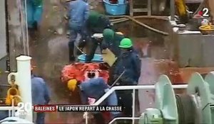 Baleines : le Japon repart à la chasse