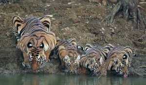 Maman tigre et ses 3 enfants se désaltèrent