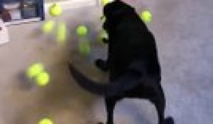 Un chien reçoit comme cadeau de Noël des balles de tennis