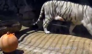 Ce bébé tigre blanc vient en aide à son frère coincé dans le bassin... adorable