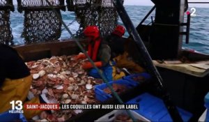 Saint-Jacques : les coquilles ont aussi leur label