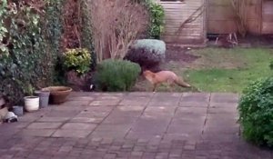 Un chat et un renard jouent dans le jardin