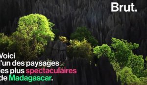 À Madagascar, une "cathédrale de calcaire" accueille des espèces inattendues
