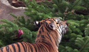 Festin de sapins de Noël pour les animaux d'un zoo de Berlin