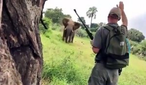Ce guide de Safari stoppe un éléphant en train de charger, d'un simple geste de la main