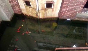 Des poissons dans un immeuble abandonné inondé !