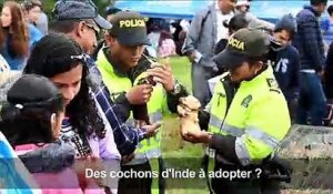 Les cochons d'Inde stars d'un festival en Colombie