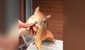 Un écureuil essaye d'embarquer toutes les noix !