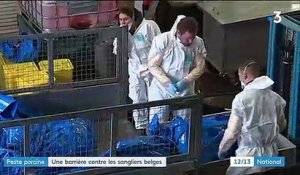 Agriculture : les cas de peste porcine en Belgique mettent la France en alerte