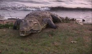 Ce russe s'amuse avec un crocodile sauvage de 5m... Dangereux