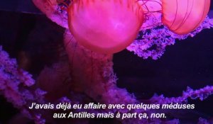 Un médusarium hypnotique pour sensibiliser à la santé des océans