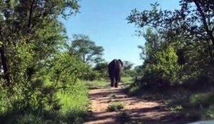 Charge d'un éléphant sur une voiture de touristes en pleine réserve !