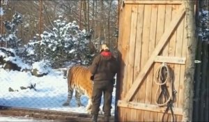 Regardez la taille de ce tigre de Sibérie... Monstrueux
