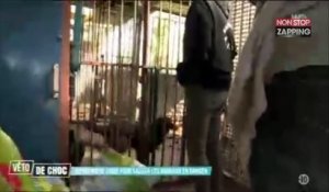 Véto de choc : les horribles conditions de vie de chiens maltraités (vidéo)