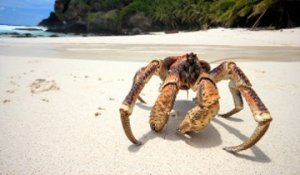 Le crabe de cocotier : le plus grand du monde