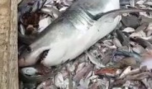 Des pecheurs découvrent un grand requin blanc dans leur filet