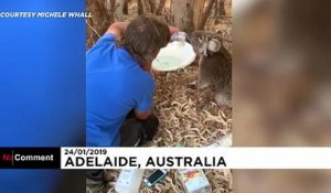 Le koala assoiffé d'Australie