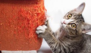 Comment éviter les griffures de chat sur le mobilier ?