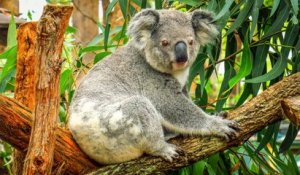 La disparition inquiétante des koalas en Australie