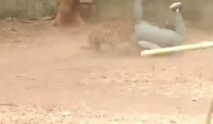 Un léopard sauvage débarque dans un village et sème la panique