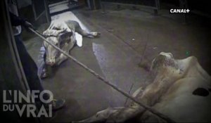 Un abattoir polonais met sur le marché de la viande de vaches malades - L'info du vrai du 01/01 - CANAL+