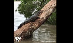 En Australie, les crocodiles prolifèrent dans les rues après les inondations