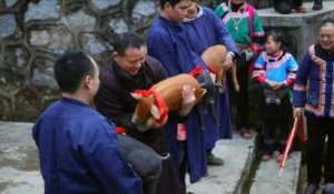 Une course de cochons pour fêter le nouvel an Chinois