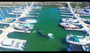 Cette baleine est coincée dans un port au milieu des voiliers !