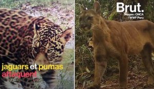 En Guyane, les éleveurs peinent à coexister avec les jaguars
