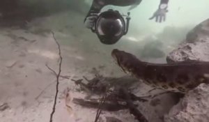 Un plongeur vient filmer un anaconda sous l'eau