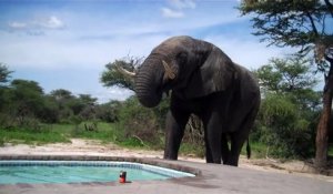 Quand un éléphant assoiffé vient boire dans une piscine sous les yeux des touristes