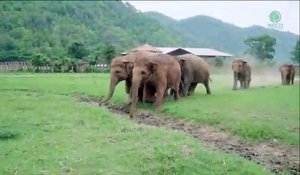 Tous ces éléphants courent pour accueillir un bébé éléphant tout juste secouru
