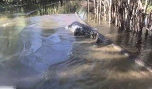 Les rangeurs d'un parc national en australie découvrent un énorme crocodile