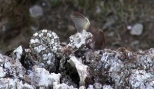 Cette vipère capture un oiseau en vol... Images rares et magnifiques