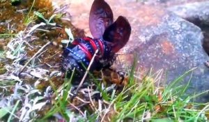 Un touriste découvre un insecte très rare et magnifique : Mountain Katydid