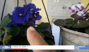 Buzz : Ce jardinier passe de 2000 à plus de 4 millions d'abonnés en quelques jours, découvrez pourquoi - Vidéo
