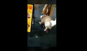 Un golden retriever vole un petit chien à sa propriétaire et s'enfuit avec