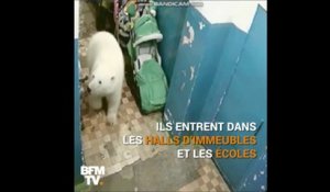 En Russie, un archipel fait face à une invasion d'ours blancs