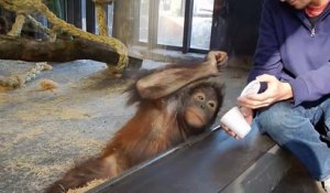 Ce singe assiste à un tour de magie et sa réaction est dingue